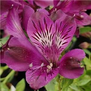 Alstroemeria Intichana 'Pariso'